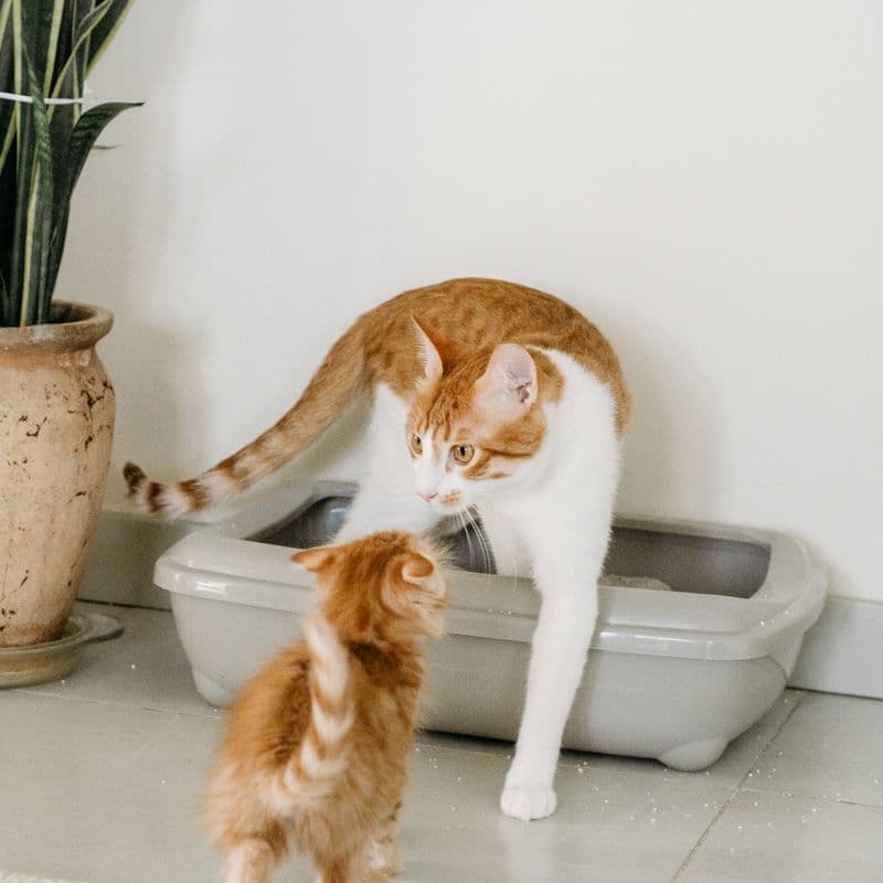 Kedi Kumu